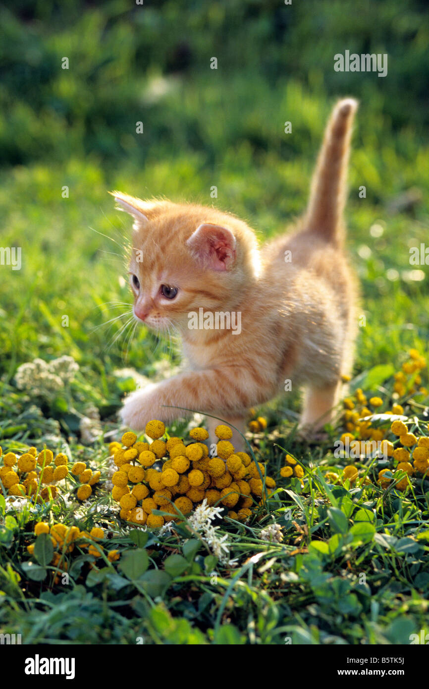Il gatto domestico (Felis silvestris felis catus), gattino camminare nel giardino Foto Stock
