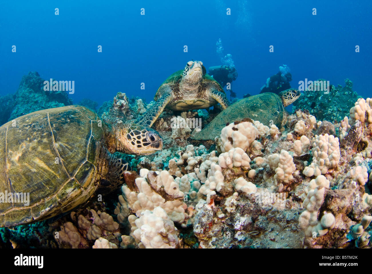 Una specie in via di estinzione, tartarughe marine verdi, Chelonia Mydas, sono una visione comune attorno alle isole delle Hawaii. Foto Stock