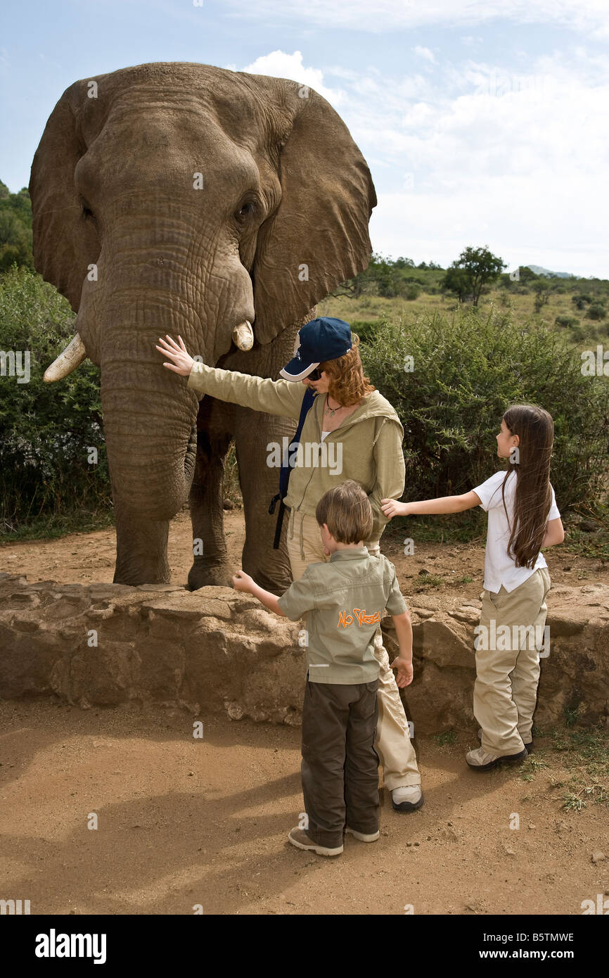 Sud Africa la proprietà privata Sun City nella parte settentrionale del paese alimentando gli elefanti Foto Stock