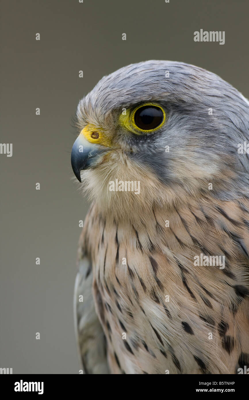 Close up dei maschi di Gheppio Falco tinnunculus testa e spalle. Foto Stock