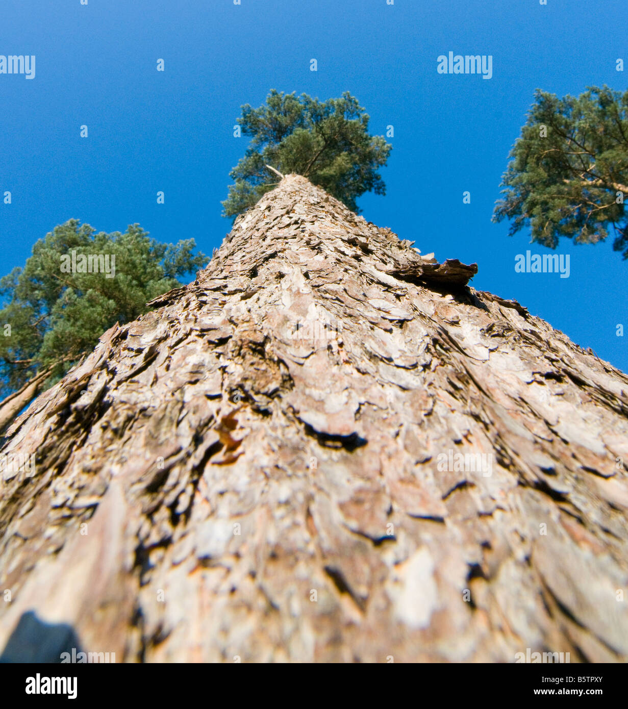 Cercando di pino silvestre Pinus sylvestris verso il cielo Foto Stock
