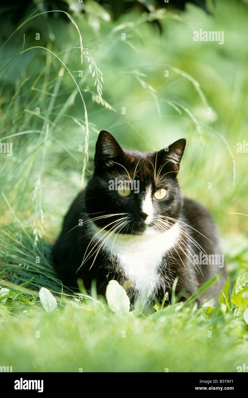 Il gatto domestico (Felis silvestris felis catus), giacente sull'erba Foto Stock