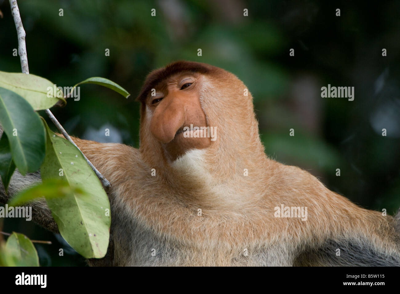 Ritratto di un maschio di proboscide monkey sonnecchiare in un albero in Tanjung messa NP Borneo Foto Stock