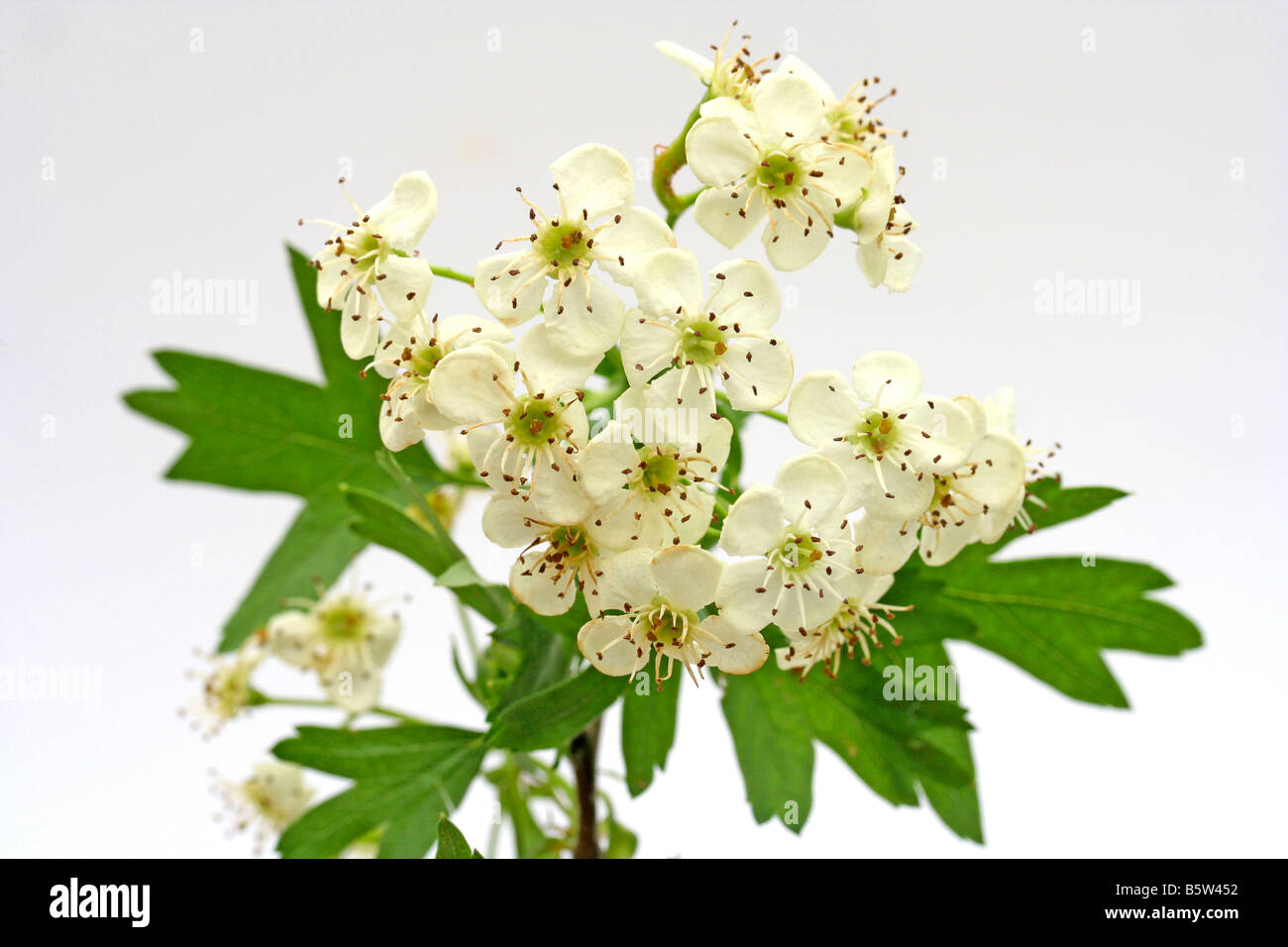 Tisana Biancospino Fiori E Foglie Sfuse - Solimè - Foto 8
