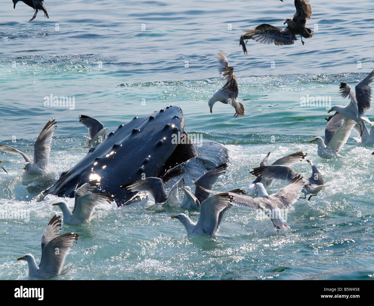 Humpback Whale bolla alimentazione rete Stellwagen Bank Boston Massachusetts, STATI UNITI D'AMERICA. L'area di verde acqua intorno mostra la bolla net Foto Stock