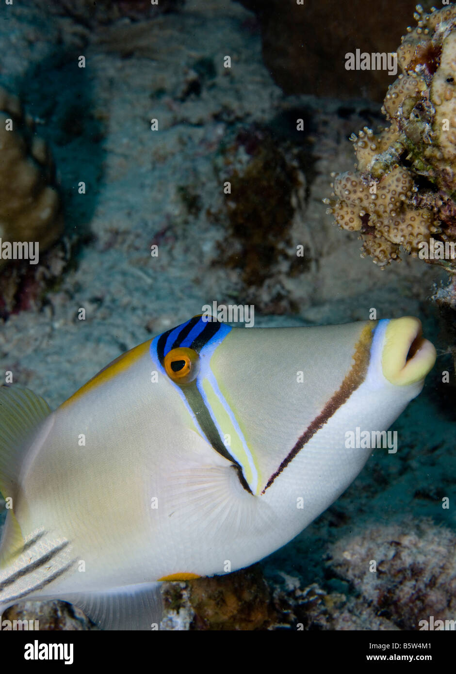 Curiosamente consapevole Arabian-Picasso pesci balestra (Rhinecanthus assasi) su Elphinstone reef del Mar Rosso meridionale. Foto Stock