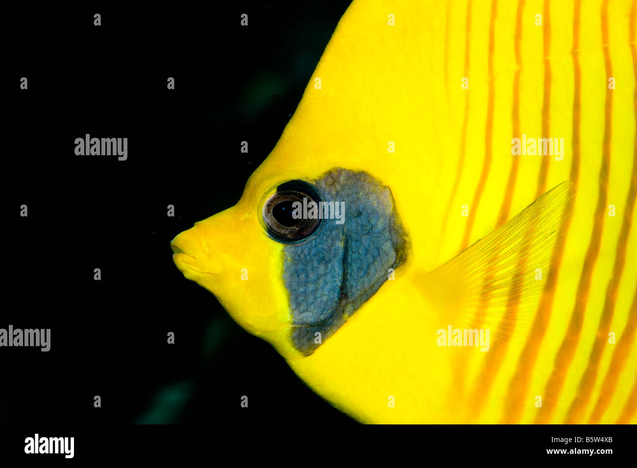 Close-up di guancia blu o mascherato butterflyfish (Chaetodon semilarvatus). Foto Stock