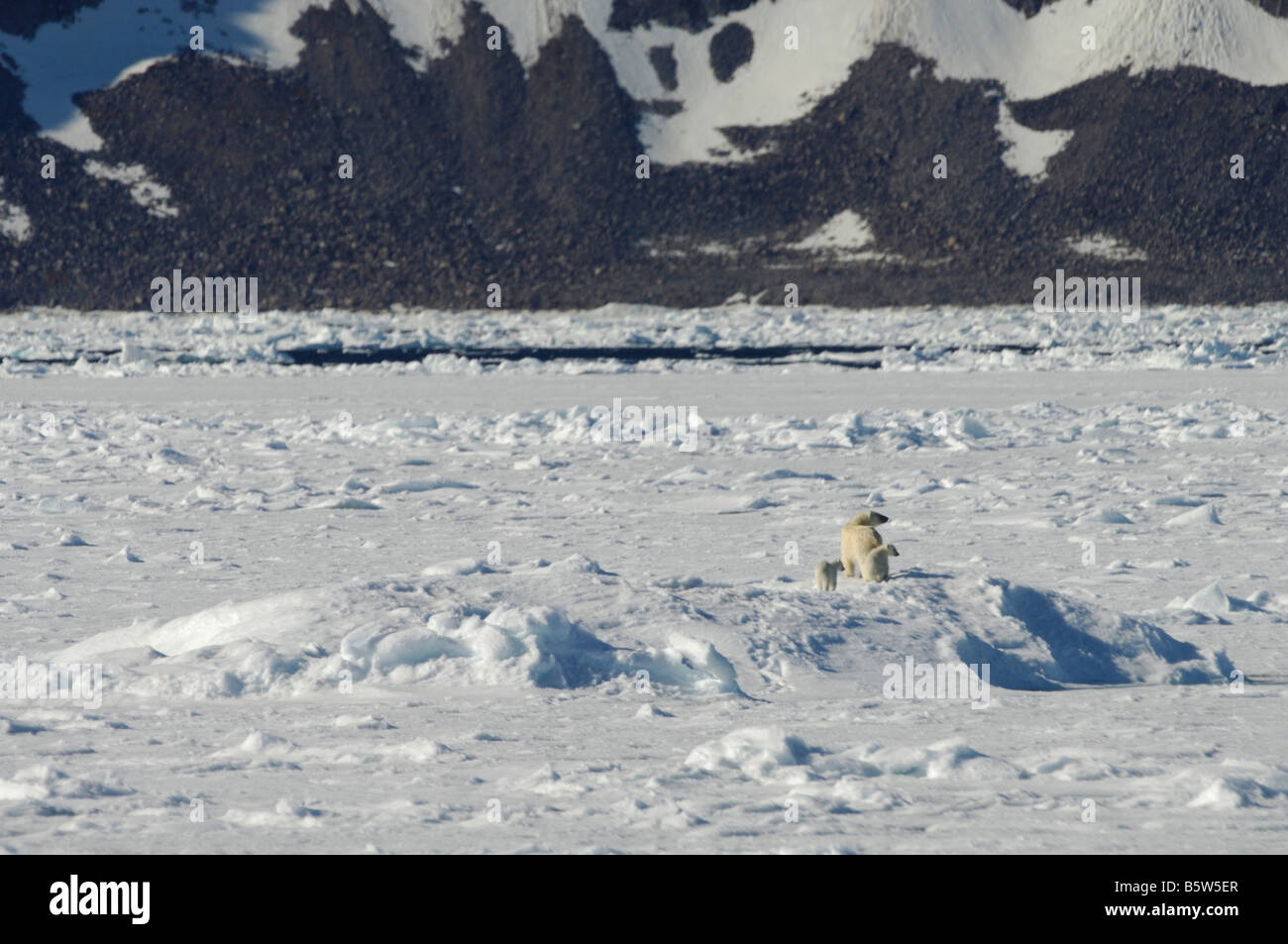 Orso polare madre e lupetti (Ursus maritimus) Foto Stock