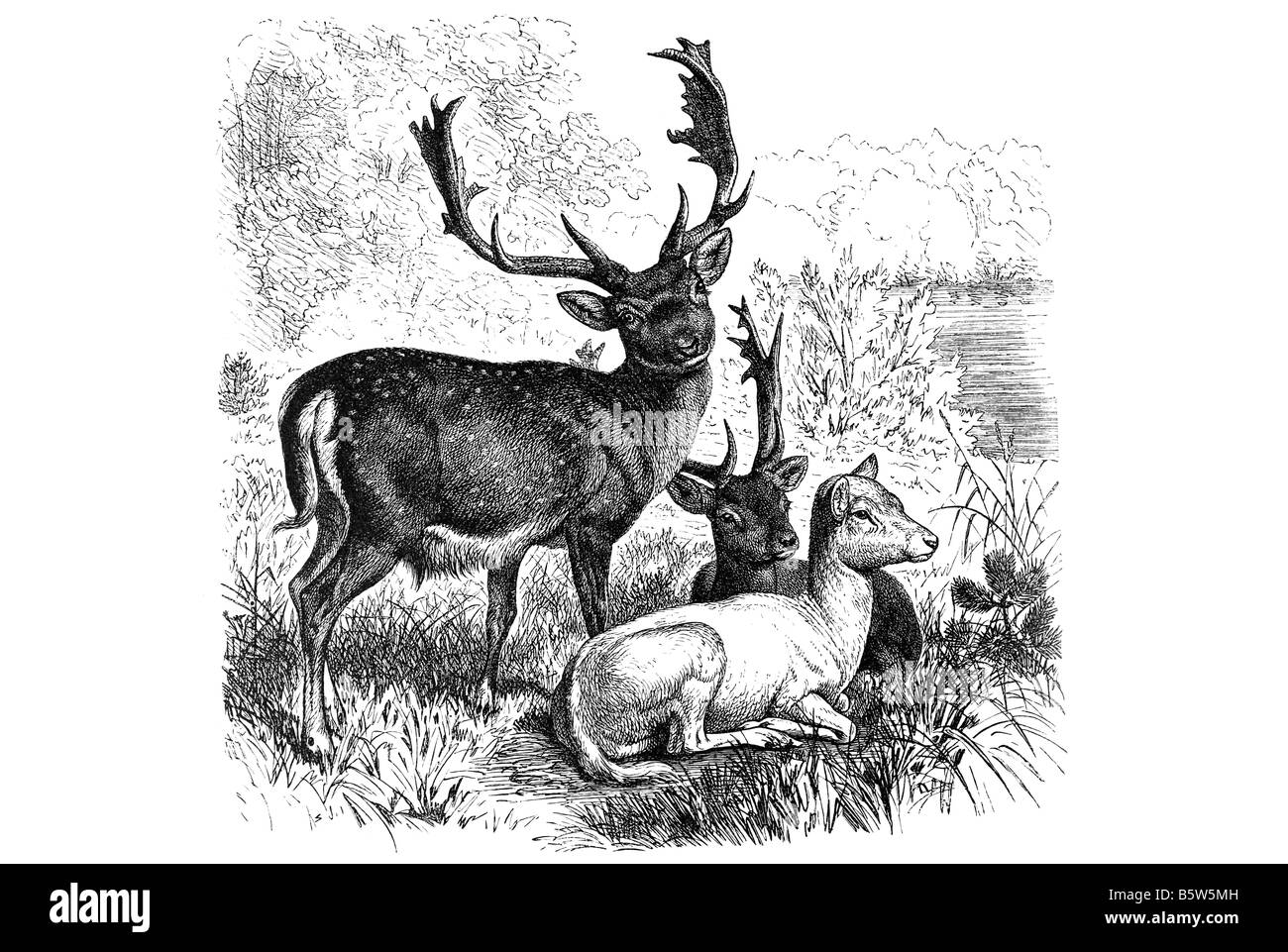 Cervi e daini Dama Dama mammifero ruminanti appartenenti alla famiglia Cervidae Foto Stock