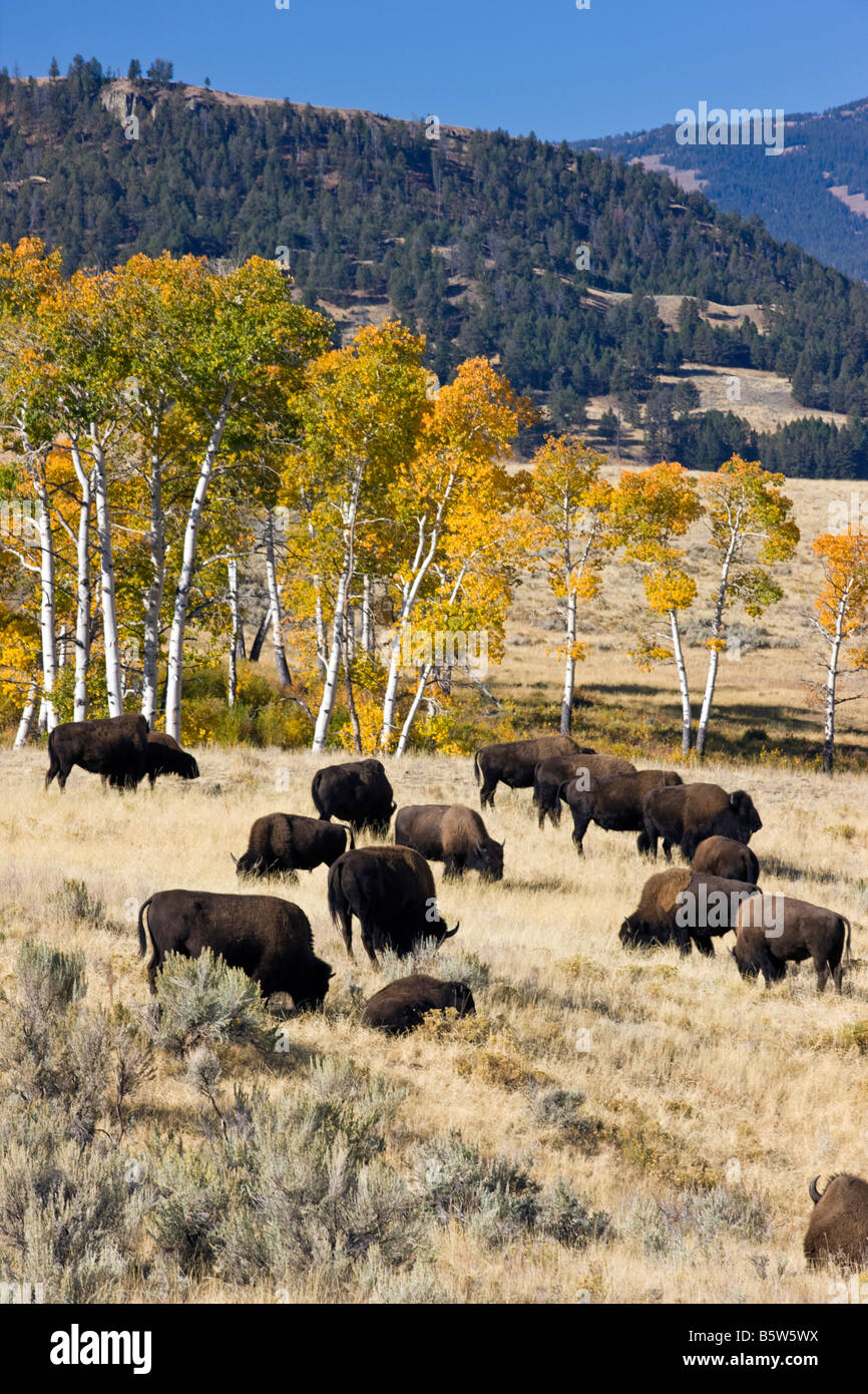 Bisonti americani (Buffalo), Lamar Valley, il Parco Nazionale di Yellowstone; Wyoming; USA; Foto Stock