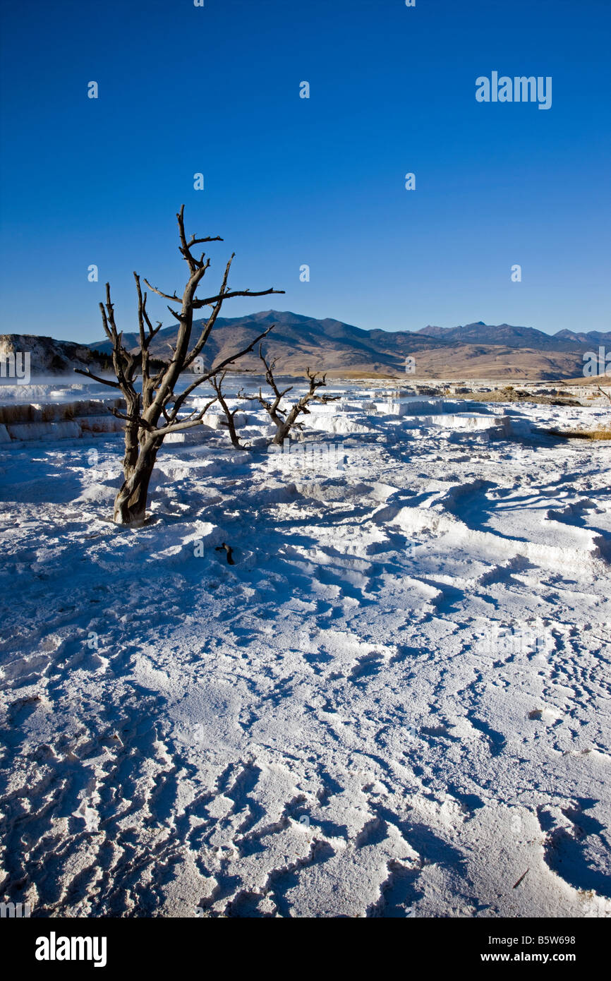 La terrazza principale, vista verso la nuova molla blu, Mammoth Hot Springs, il Parco Nazionale di Yellowstone; Wyoming; USA; Foto Stock