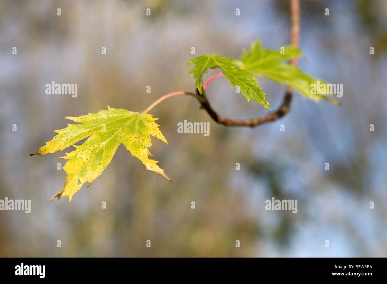 Ultime foglie sulla struttura ad albero Foto Stock