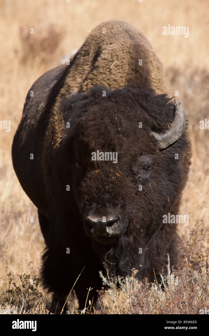 Bisonti americani (Buffalo), il Parco Nazionale di Yellowstone; Wyoming; USA; Foto Stock