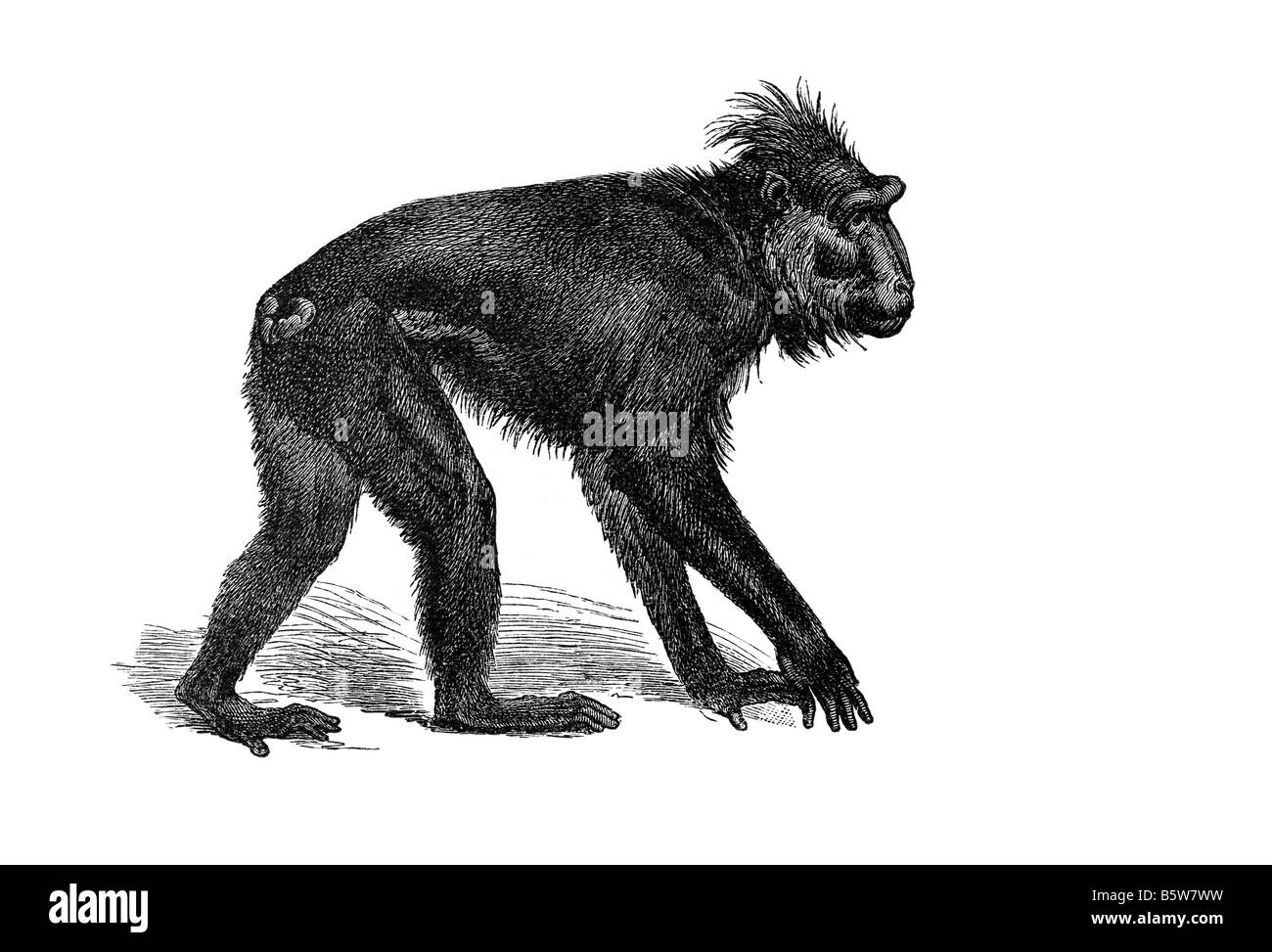 I babbuini scimmie del Vecchio Mondo genere Papio sottofamiglia Cercopithecinae camminando ape asiatica di scimmia del Vecchio Mondo Foto Stock