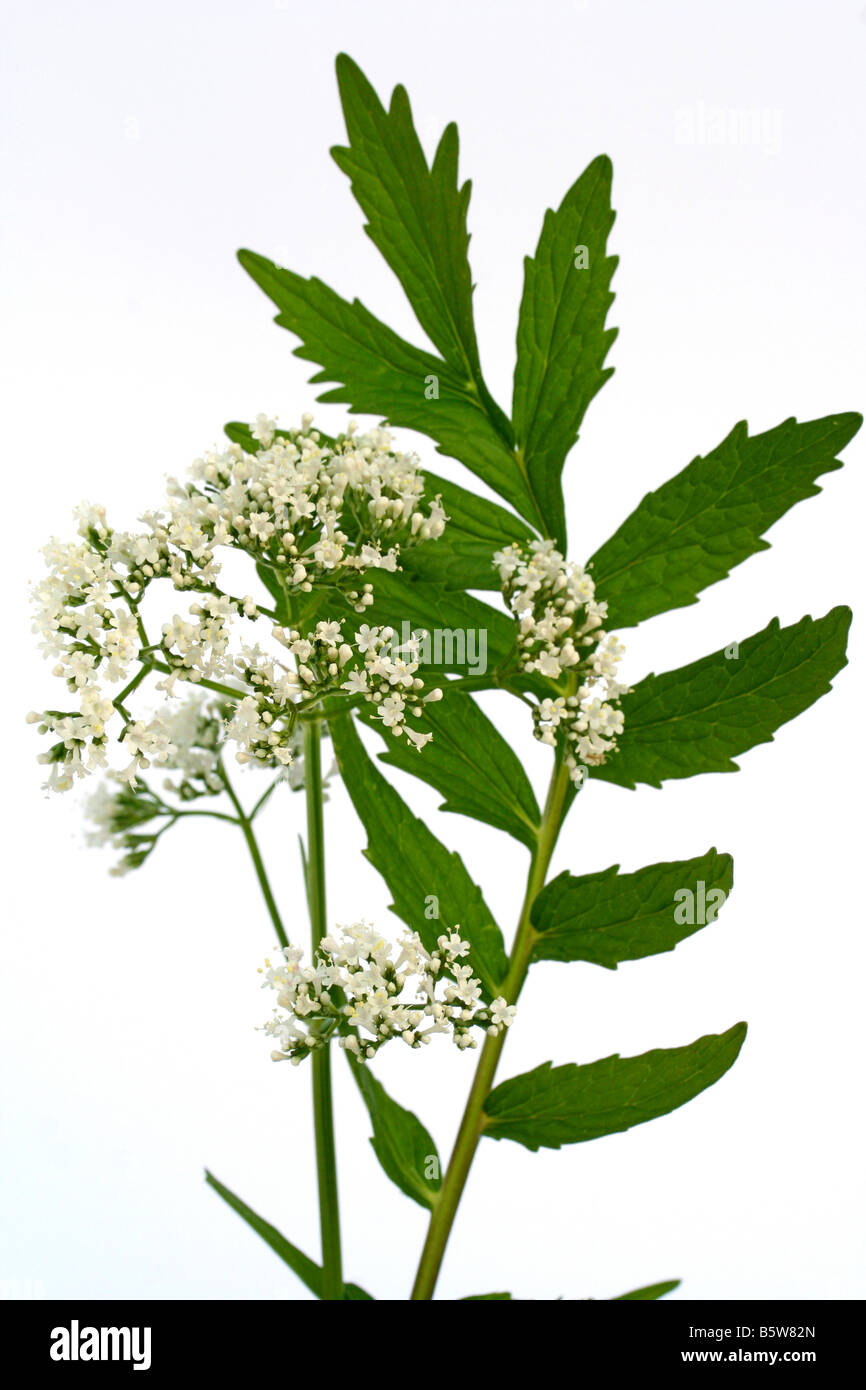 Valeriana Valeriana officinalis Foto Stock