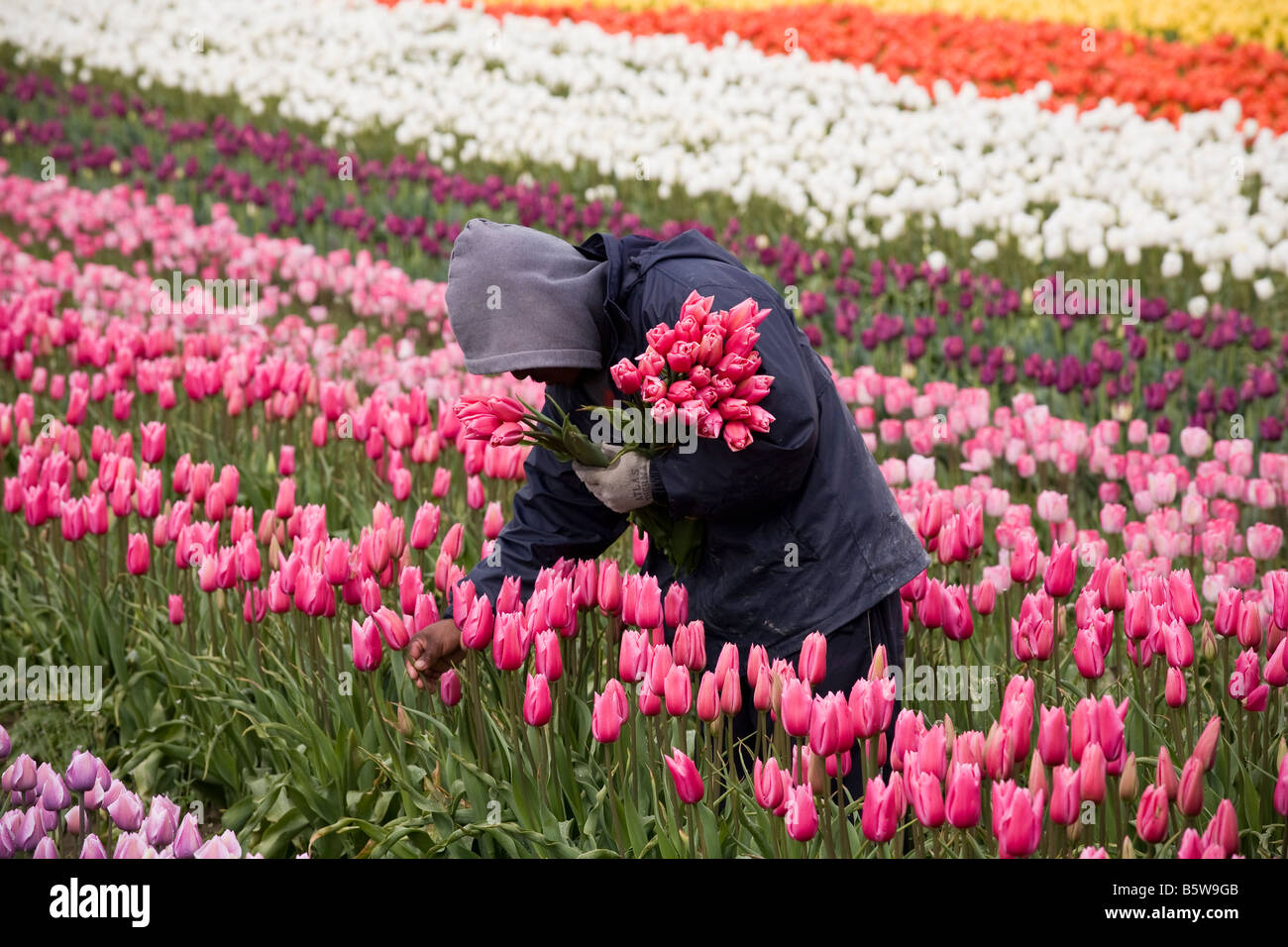 Lavoratore di fattoria in tulip agricoltura campo di fiori recisi al Tulip Festival Skagit Valley Washington Foto Stock