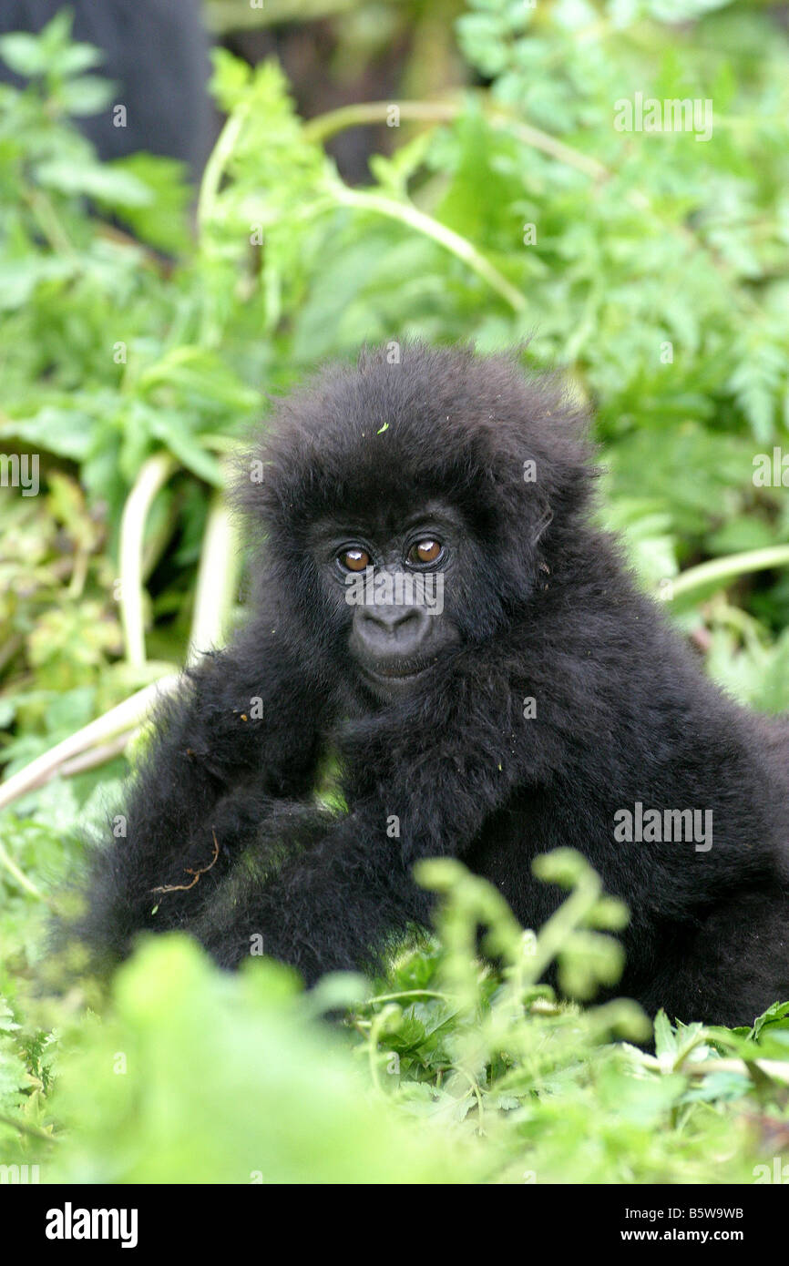 Il gorilla di montagna del Ruanda Foto Stock