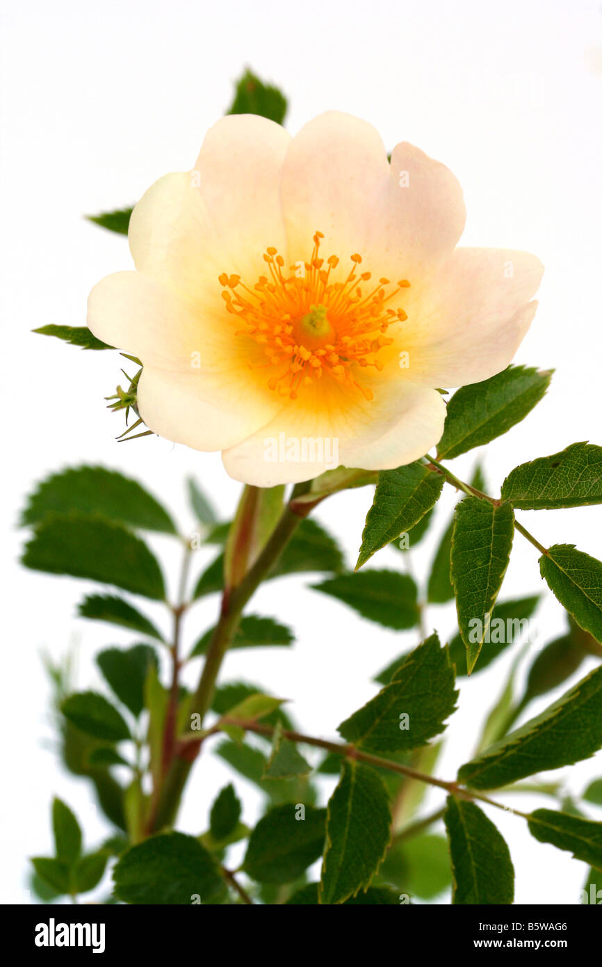 Wild Rose Rosa canina Foto Stock