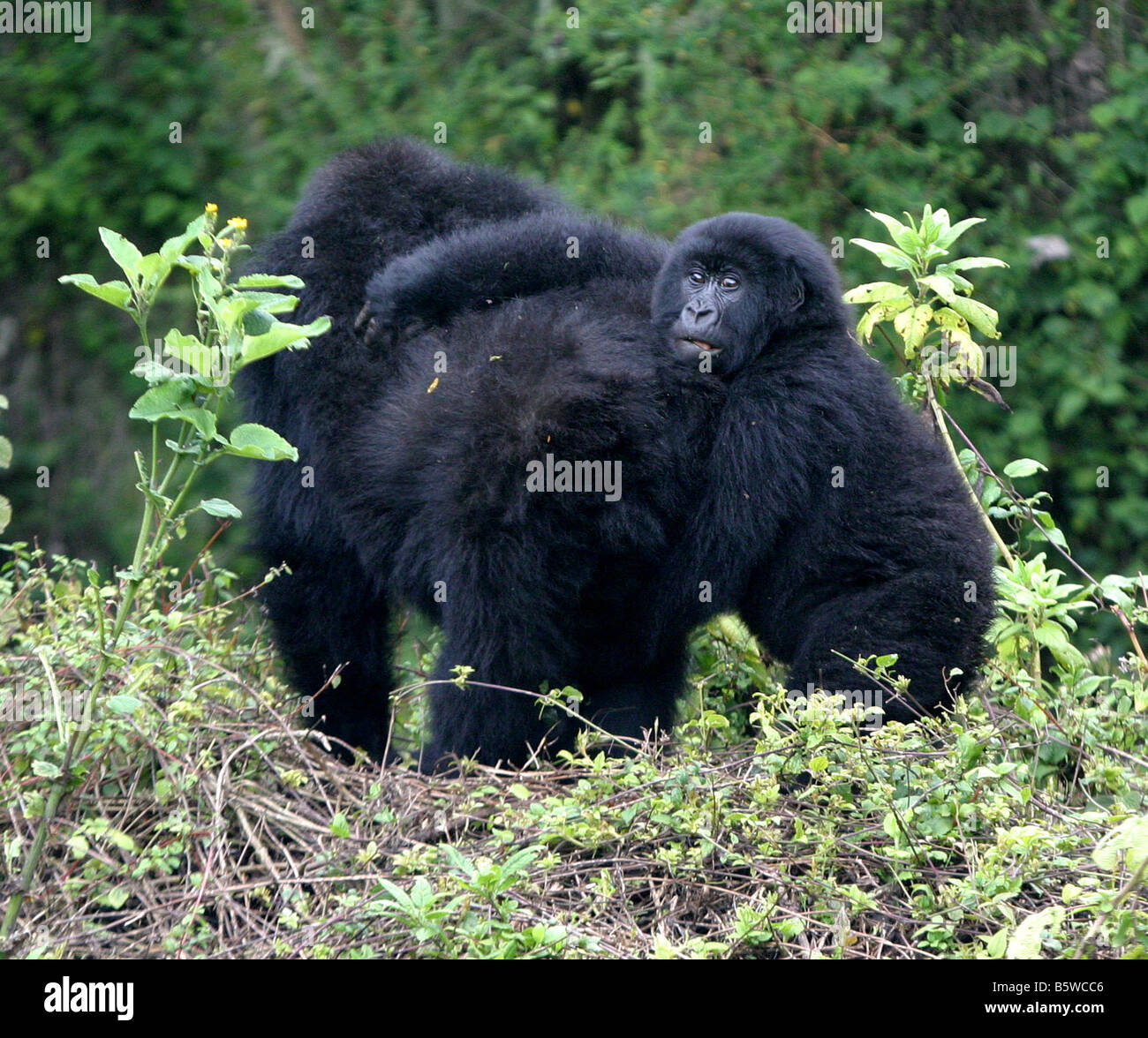 Il pericolo di gorilla di montagna del Ruanda Foto Stock