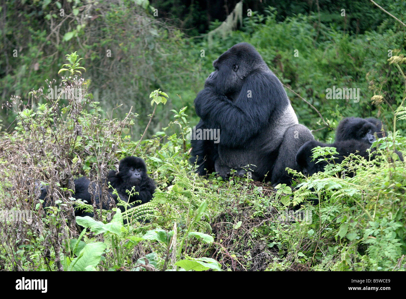 Il pericolo di gorilla di montagna del Ruanda Foto Stock