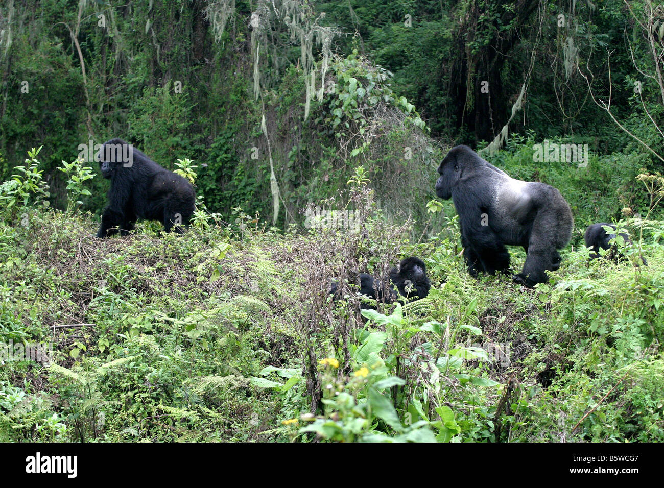 Il pericolo di gorilla di montagna del Ruanda Foto Stock
