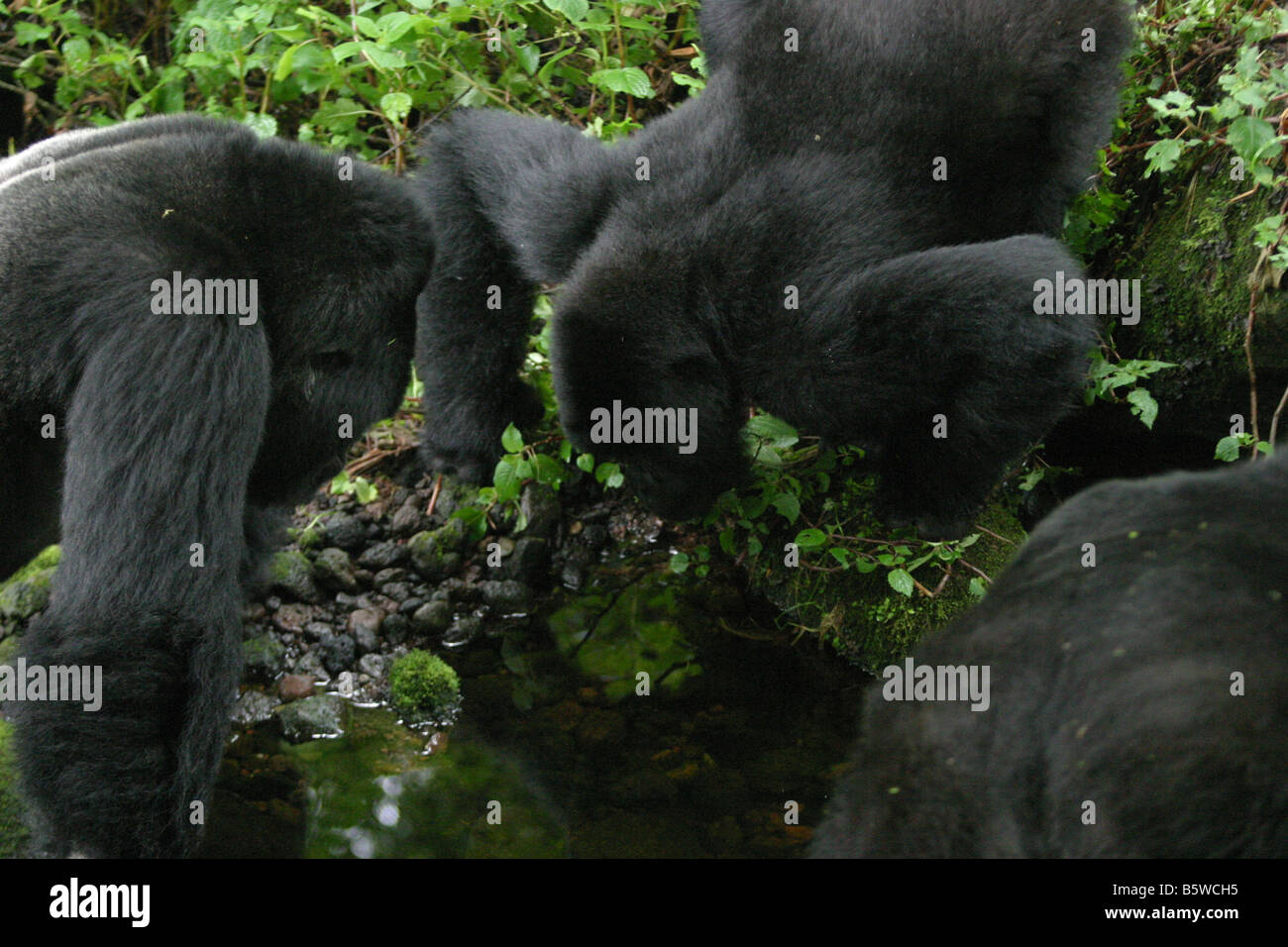 Il pericolo di gorilla di montagna del Ruanda Foto Stock