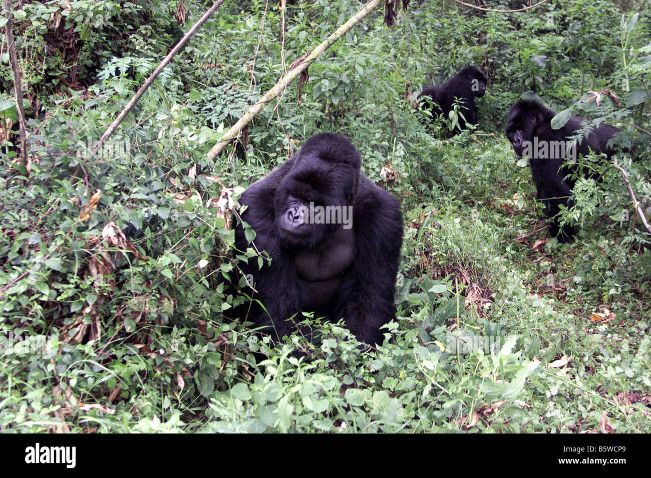 Il pericolo di gorilla di montagna del Ruanda Foto Stock