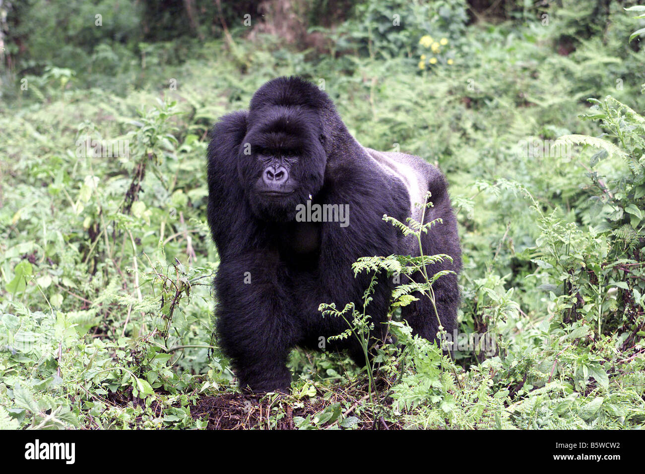 Il pericolo di gorilla di montagna del Ruanda Foto Stock