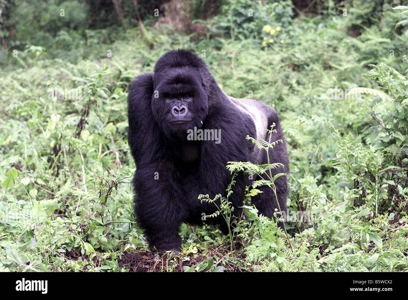 Il pericolo di gorilla di montagna del Ruanda Foto Stock