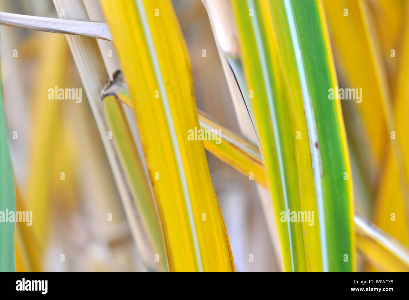 Amur erba di argento. Nome botanico è Miscanthus sacchariflorus Foto Stock