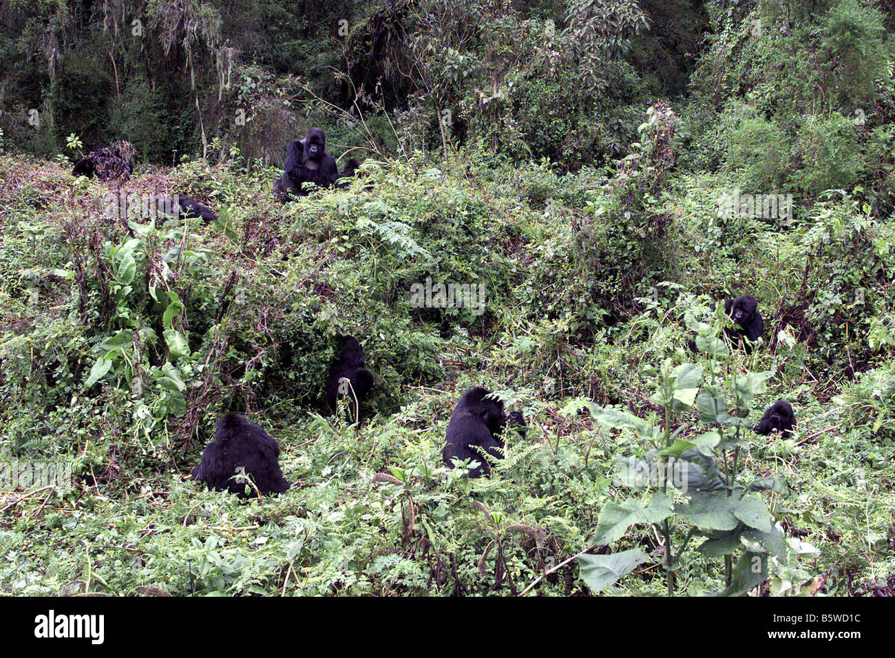 Il pericolo di gorilla di montagna del Ruanda Foto Stock