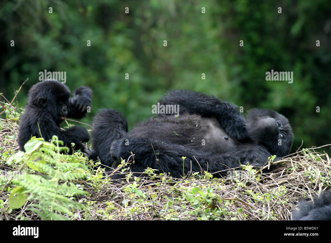 Il pericolo di gorilla di montagna del Ruanda Foto Stock
