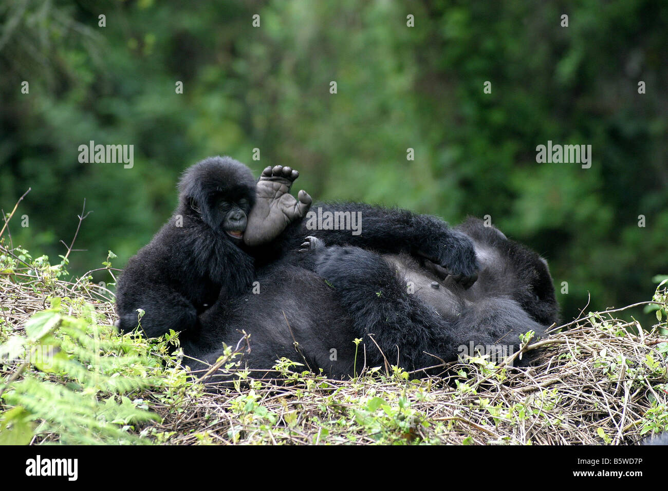 Il pericolo di gorilla di montagna del Ruanda Foto Stock