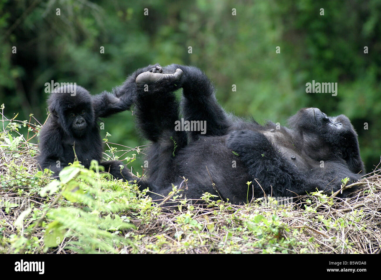 Il pericolo di gorilla di montagna del Ruanda Foto Stock