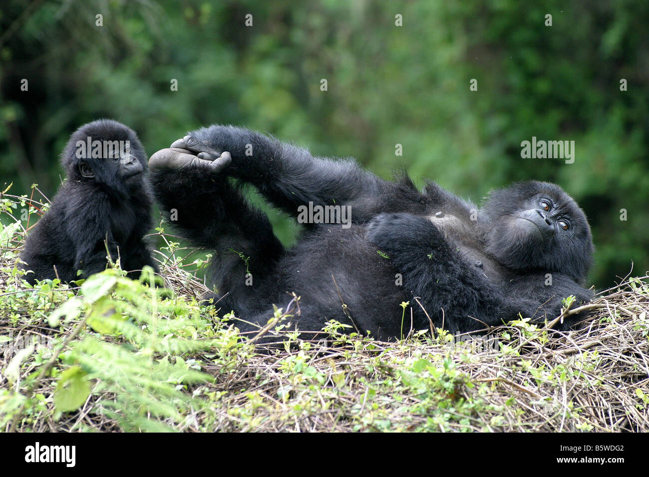Il pericolo di gorilla di montagna del Ruanda Foto Stock