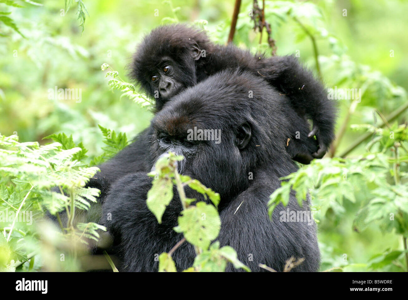 Il pericolo di gorilla di montagna del Ruanda Foto Stock