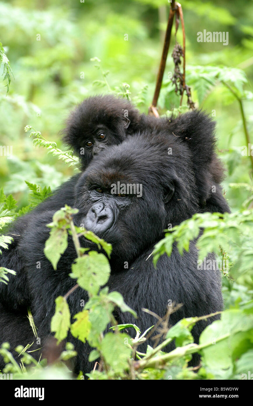 Il pericolo di gorilla di montagna del Ruanda Foto Stock