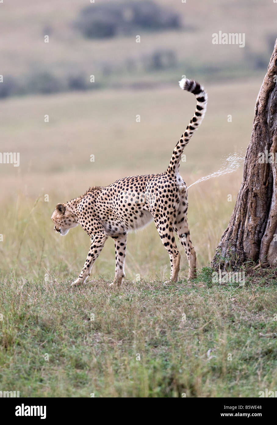Cheetah maschio profumo territorio di marcatura Foto Stock