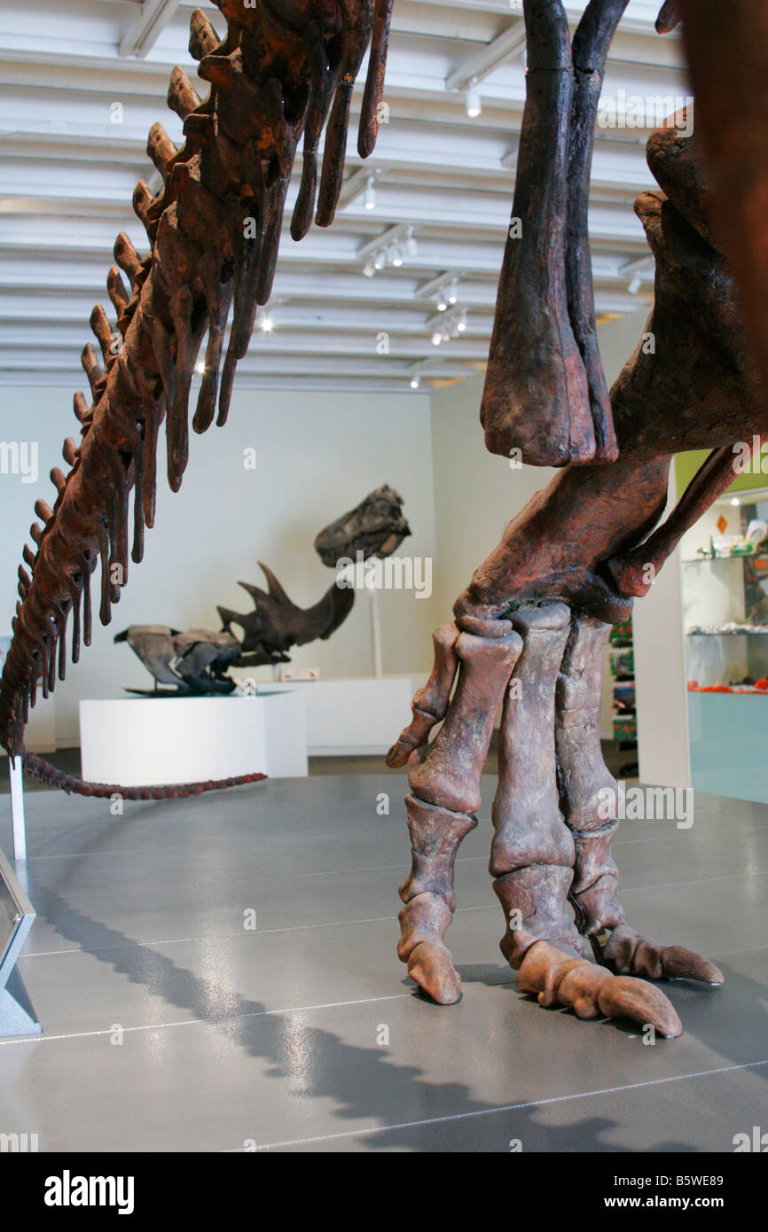 Lo scheletro di muttaburrasaurus Foto Stock