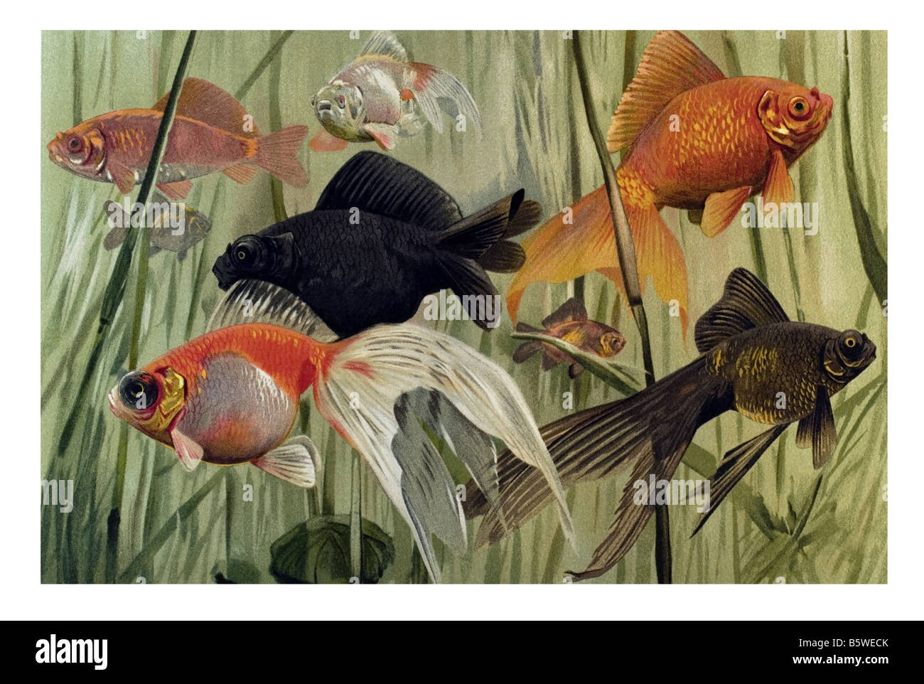 Goldfish, Carassius auratus addomesticati pesci pesci di acquario di acqua pesce giardino famiglia delle carpe Cyprinidae Foto Stock