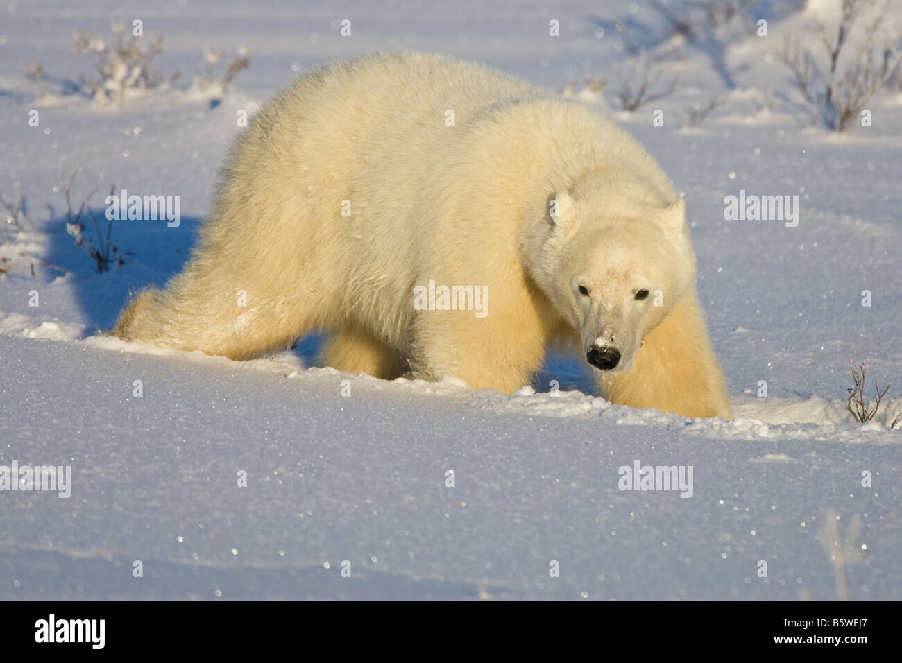 Orso polare a camminare in ginocchio profondo Neve sulle rive di Wapusk National Park, Manitoba, Canada Foto Stock