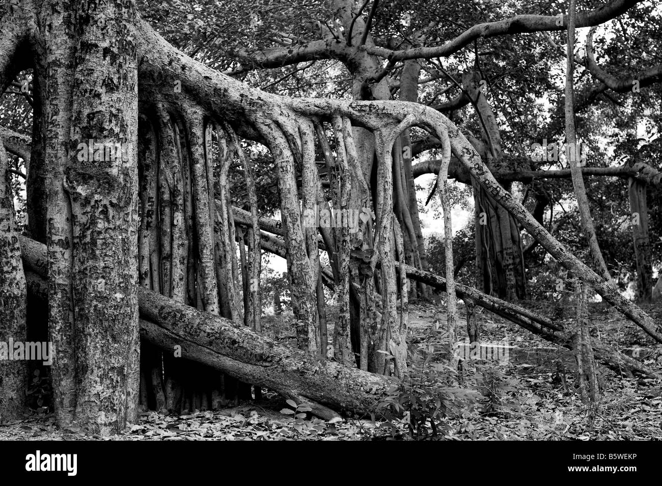 Ficus Benghalensis. Thimmamma Marrimanu banyan tree, vicino Kadiri, Andhra Pradesh, India. India del sud la più grande banyan tree. In bianco e nero Foto Stock