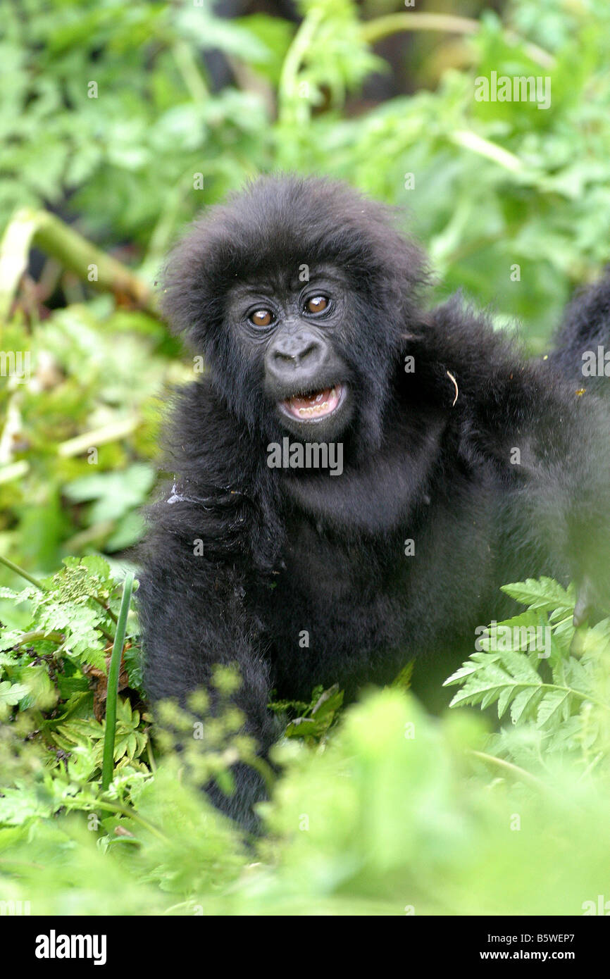 Il gorilla di montagna del Ruanda Foto Stock