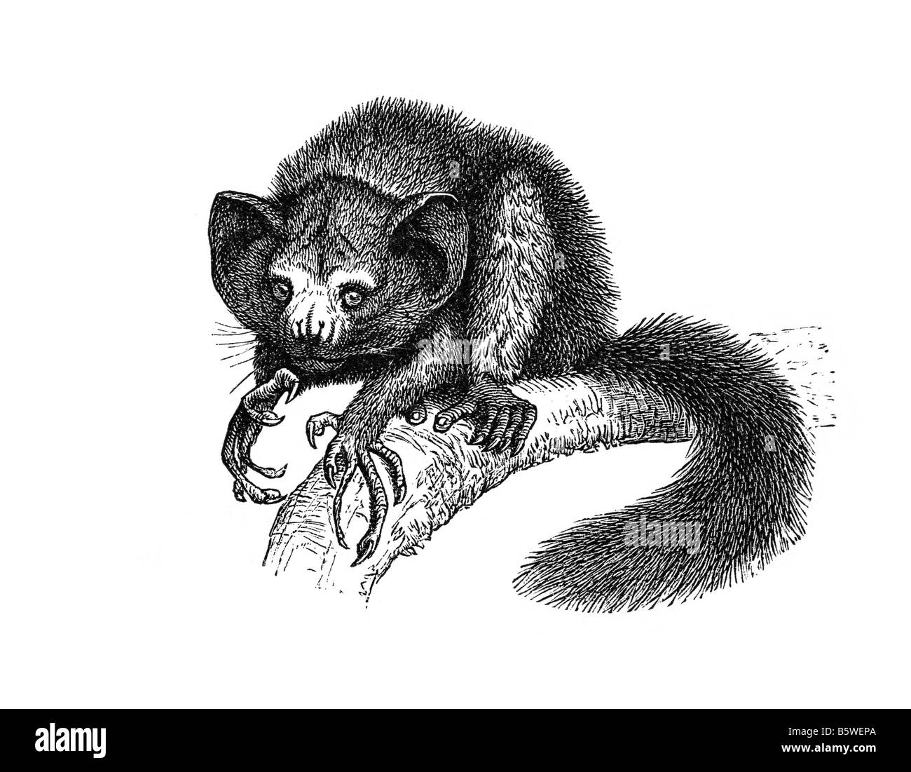 Aye-aye, Daubentonia madagascariensis famiglia allungata Daubentoniidae dito medio Foto Stock