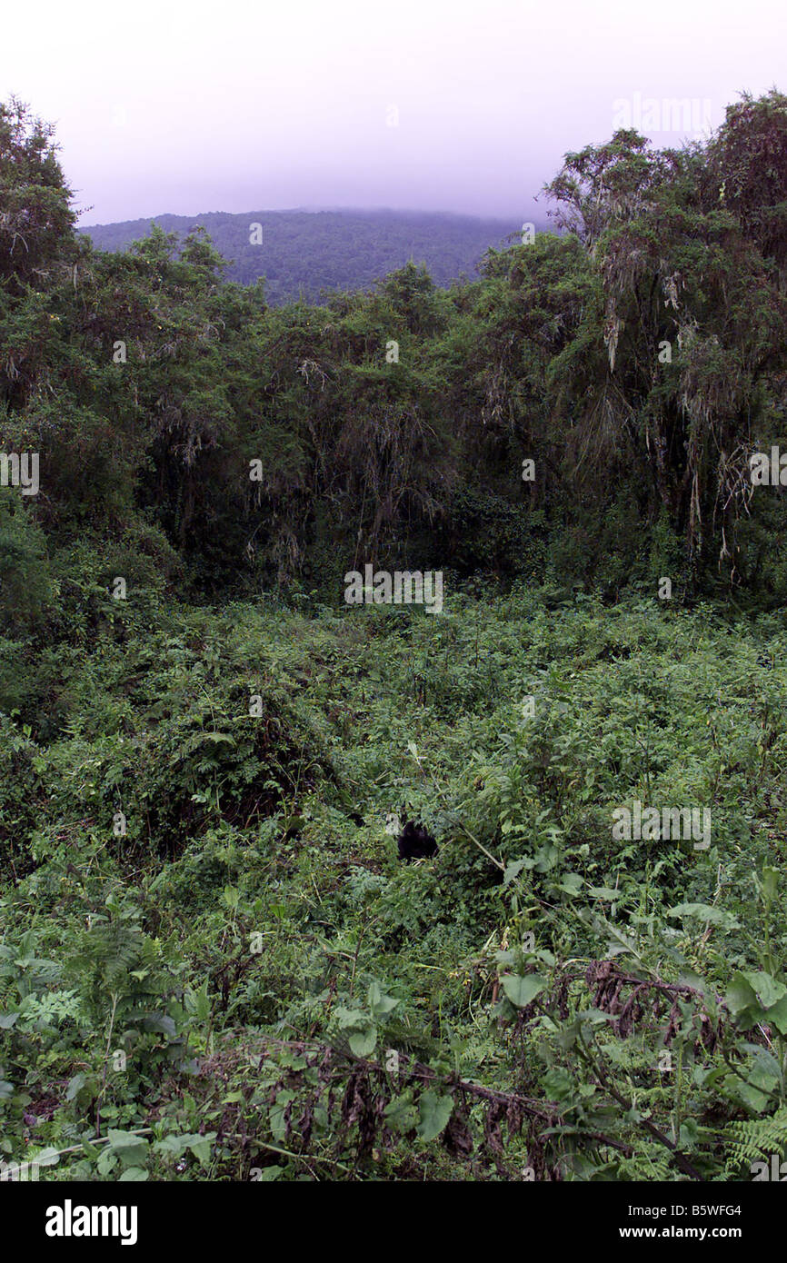 Il pericolo di gorilla di montagna del Ruanda Foto Stock