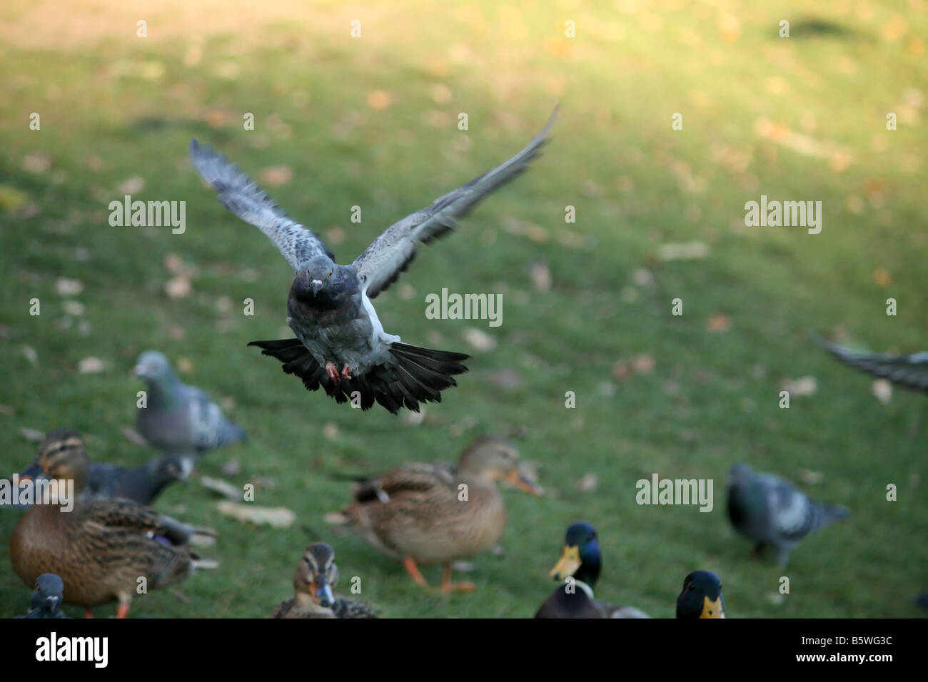 Pigeon sbarco sull'erba in cerca di cibo Foto Stock