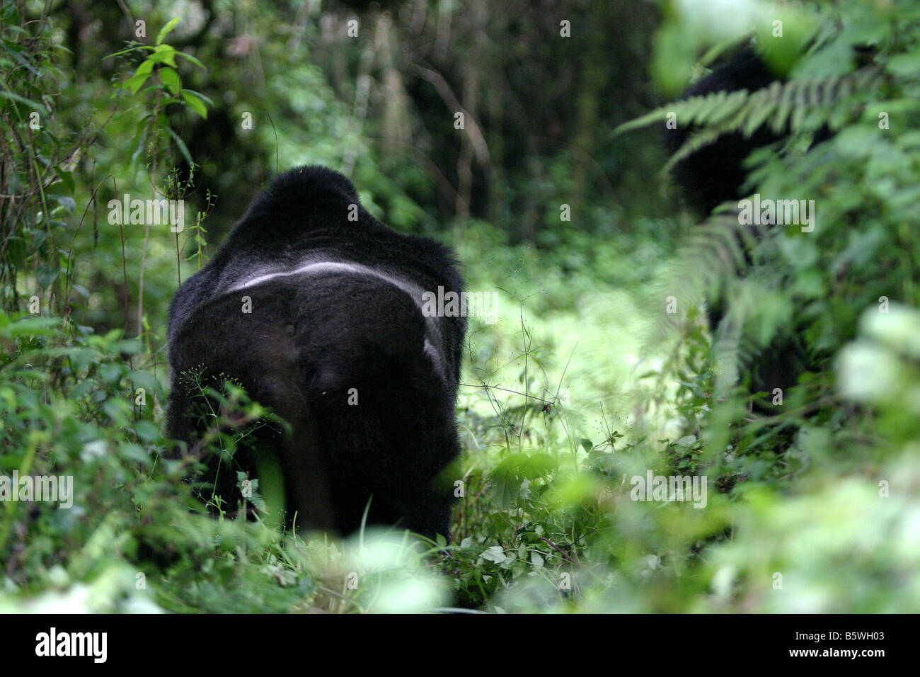 Il gorilla di montagna del Ruanda Foto Stock