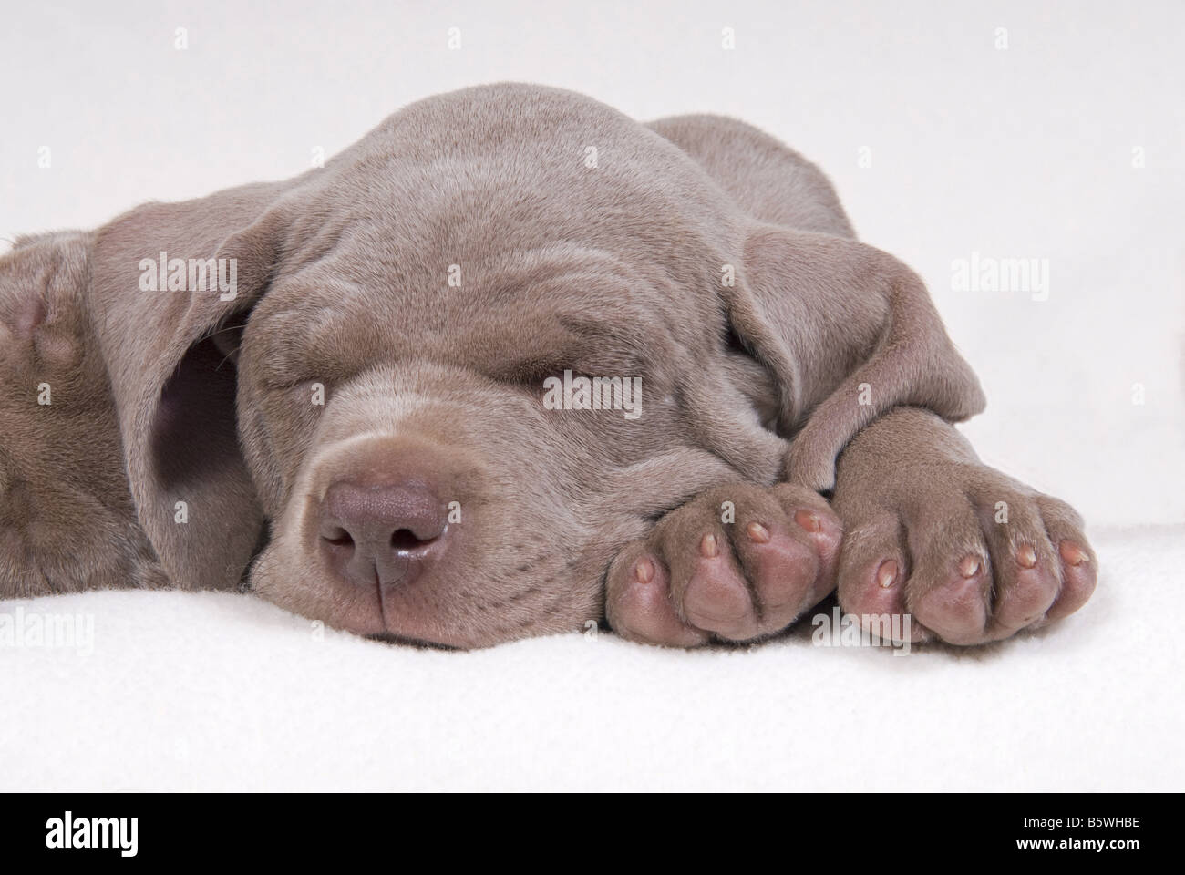 Cucciolo Weimaraner - dormire - tagliare Foto Stock