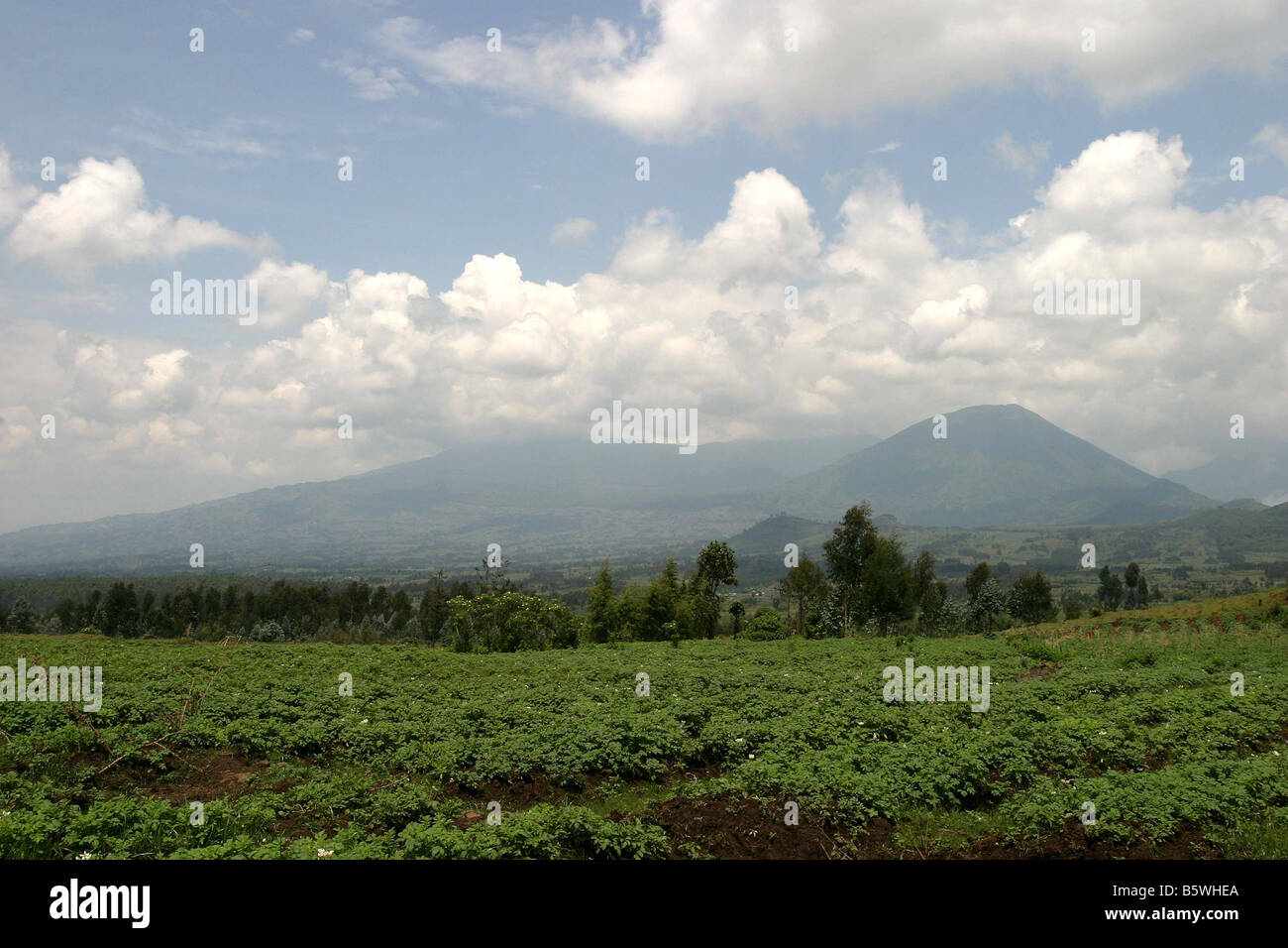 Il monte Karisimbi nel Parco Nazionale dei Vulcani Ruanda Foto Stock