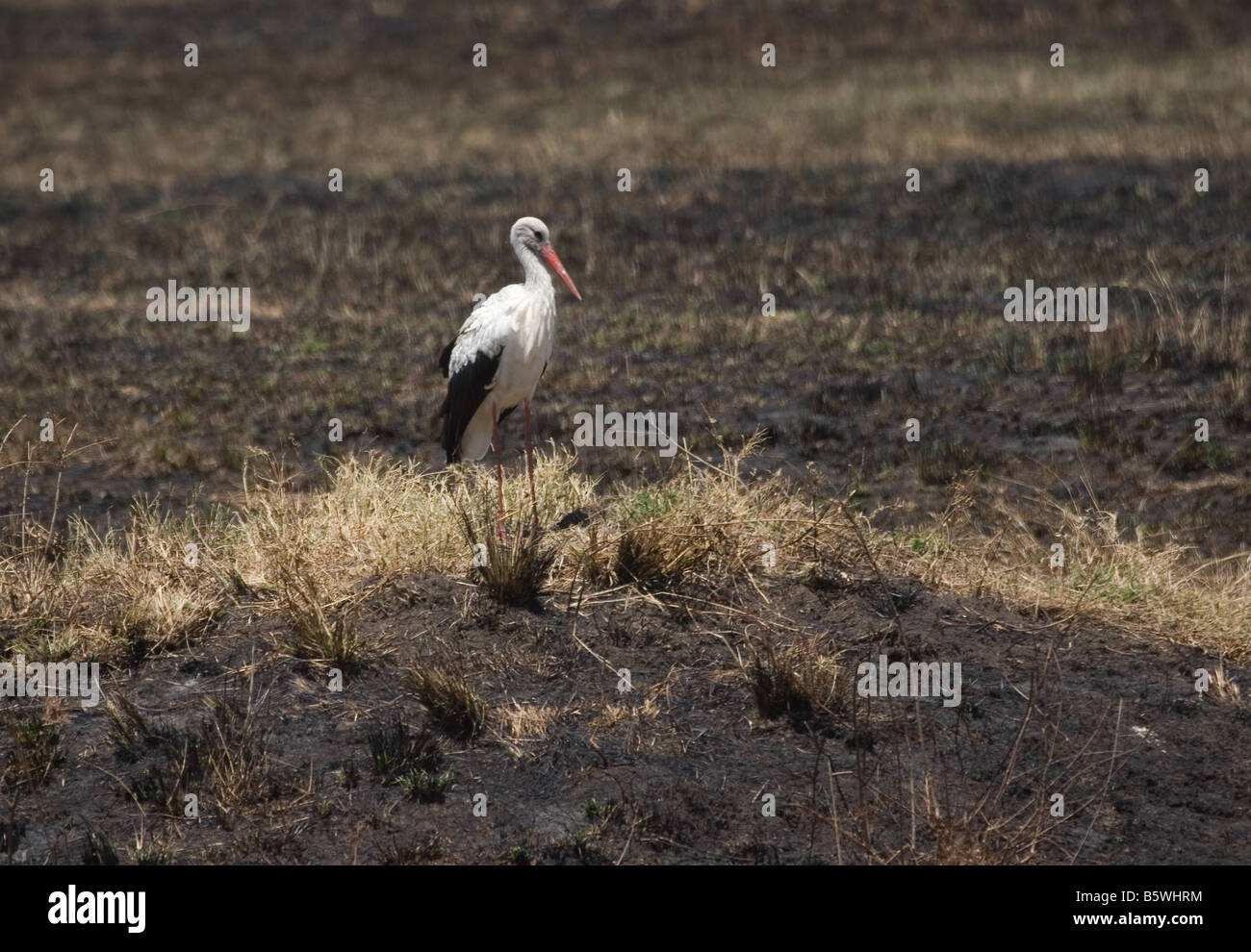 Bianco o unione di Cicogna (Ciconia ciconia), il Masai Mara, Kenya, Africa Foto Stock